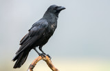 Raven (Corvus corax)