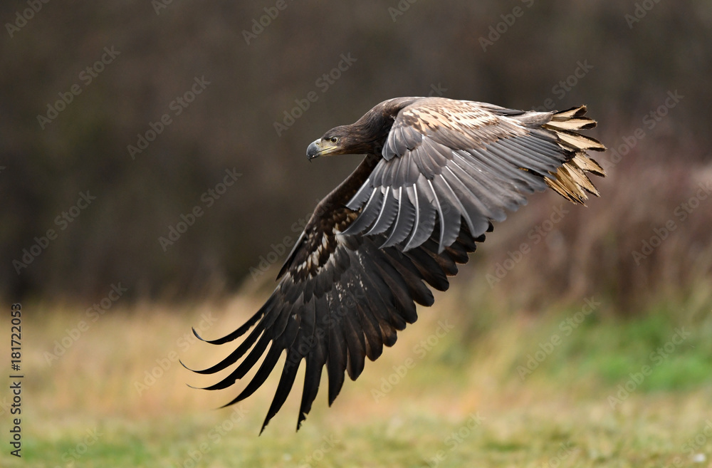 Fototapeta premium White tailed Eagle (Haliaeetus albicilla)