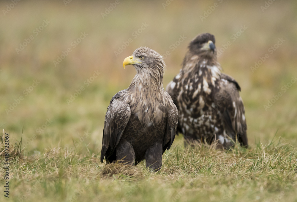 White tailed Eagle (Haliaeetus albicilla) White tailed Eagle (Haliaeetus albicilla)