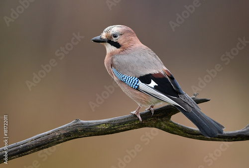 Φωτογραφία Eurasian Jay (Garrulus glandarius)