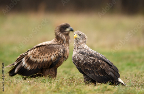 White tailed Eagle  Haliaeetus albicilla 