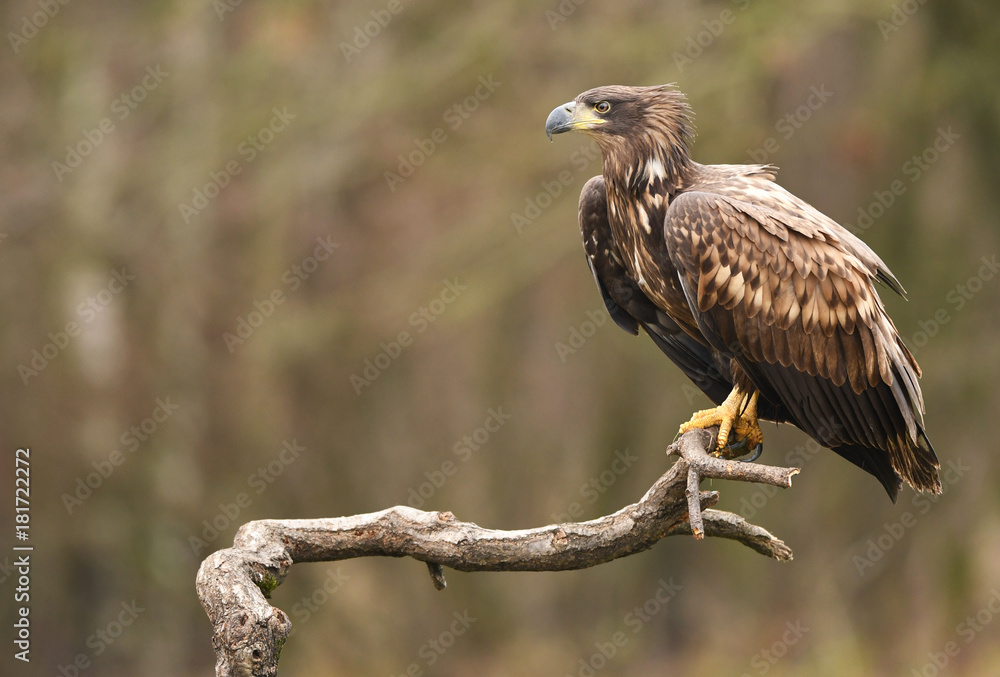 White tailed Eagle (Haliaeetus albicilla) White tailed Eagle (Haliaeetus albicilla)