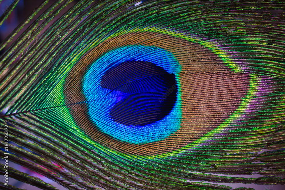 Obraz premium Peacock 01