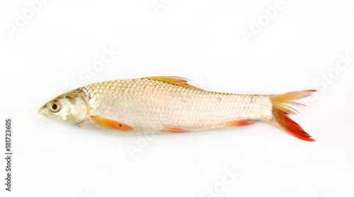 carp fish or goldfish isolated on white background