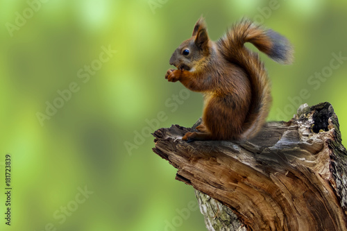 Squirrel on a broken tree eating nuts or seeds. Squirrel in the woods or in the Park on a green background. Stump