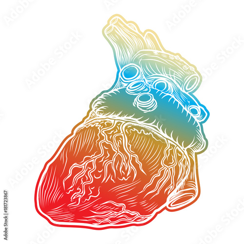Red human heart with aorta, veins and arteries isolated on white background. For cardiology or medical design. Hand drawn flesh tattoo concept. Vector.