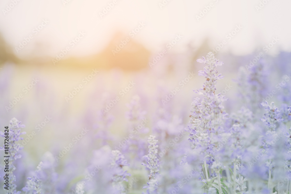 Fototapeta premium Tło kwiat lawendy