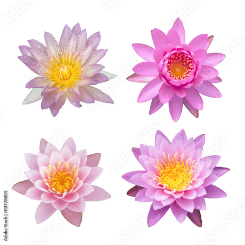 Mix of Sweet lotus flower on white background  with clipping path