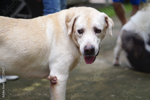 Senior cream color labrador dog with small wart on his face
