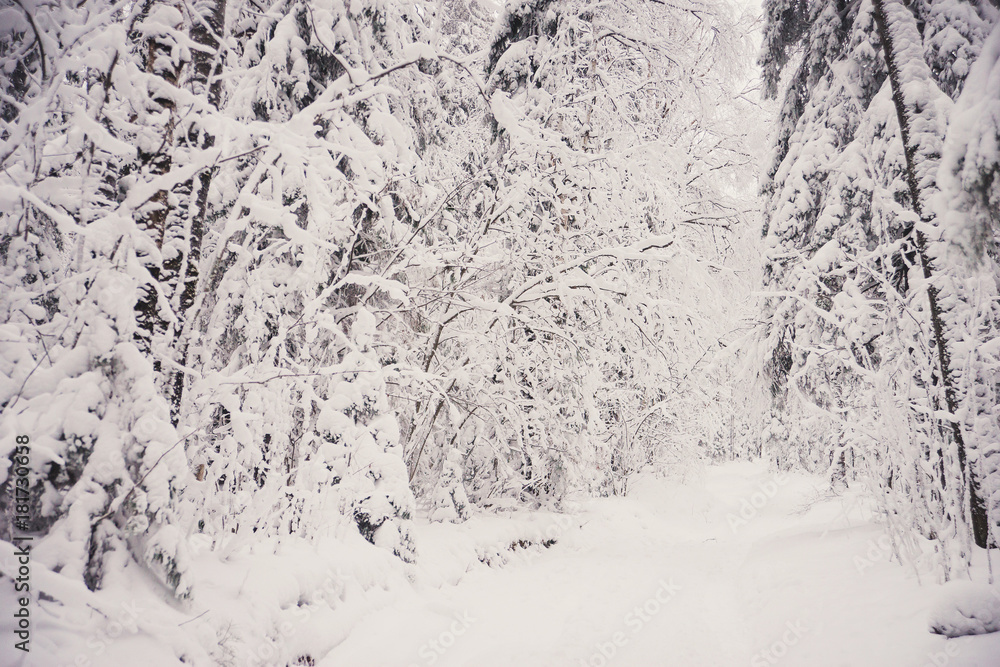 nature landscape winter forest frosted nature landscape winter forest frosted