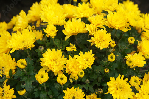 Many golden yellow chrysanthemum flowers with green