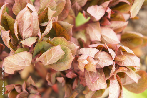 Paeonia daurica green and brown foliage soft focus photo