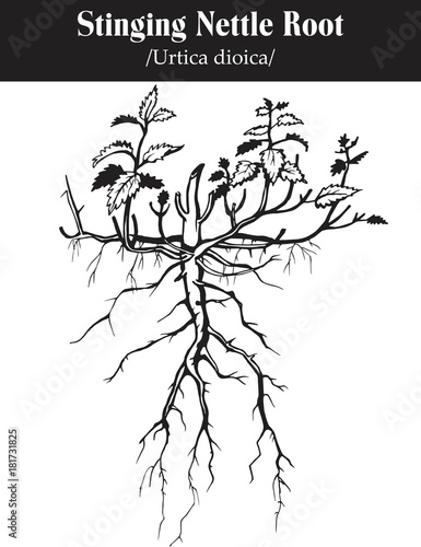 Vector image of stinging nettle root. Black and white drawing .Urtica dioica.