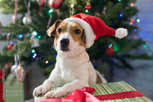 Dog breed Jack Russell under the Christmas tree