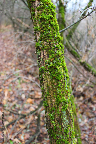 A tree covered with moss