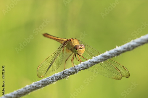 Dragonfly caught on a rope