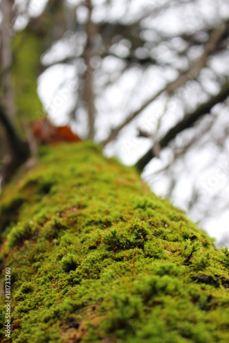 The moss on the tree with the background blurred