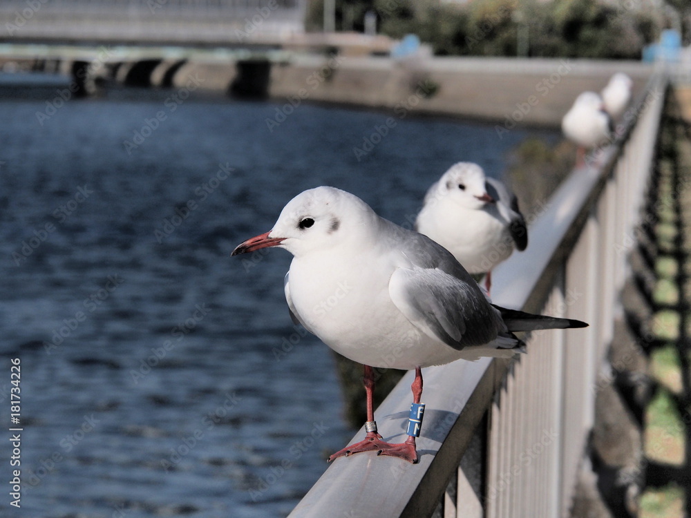 Seagulls standing on the fence of the river of Chiba, Japan Seagulls standing on the fence of the river of Chiba, Japan