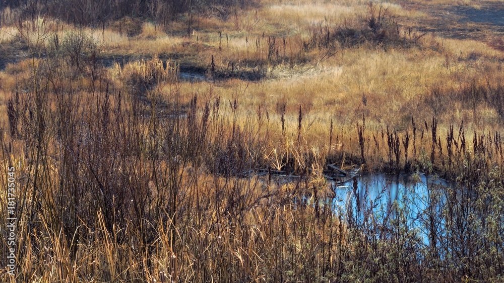 Wetland, swampy area with yellow and brown grass, reeds, bushes along the winding creek, late autumn Wetland, swampy area with yellow and brown grass, reeds, bushes along the winding creek, late autumn