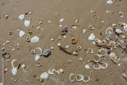    Sea shell and driftwood on the sand,Chanthaburi, Thailand.