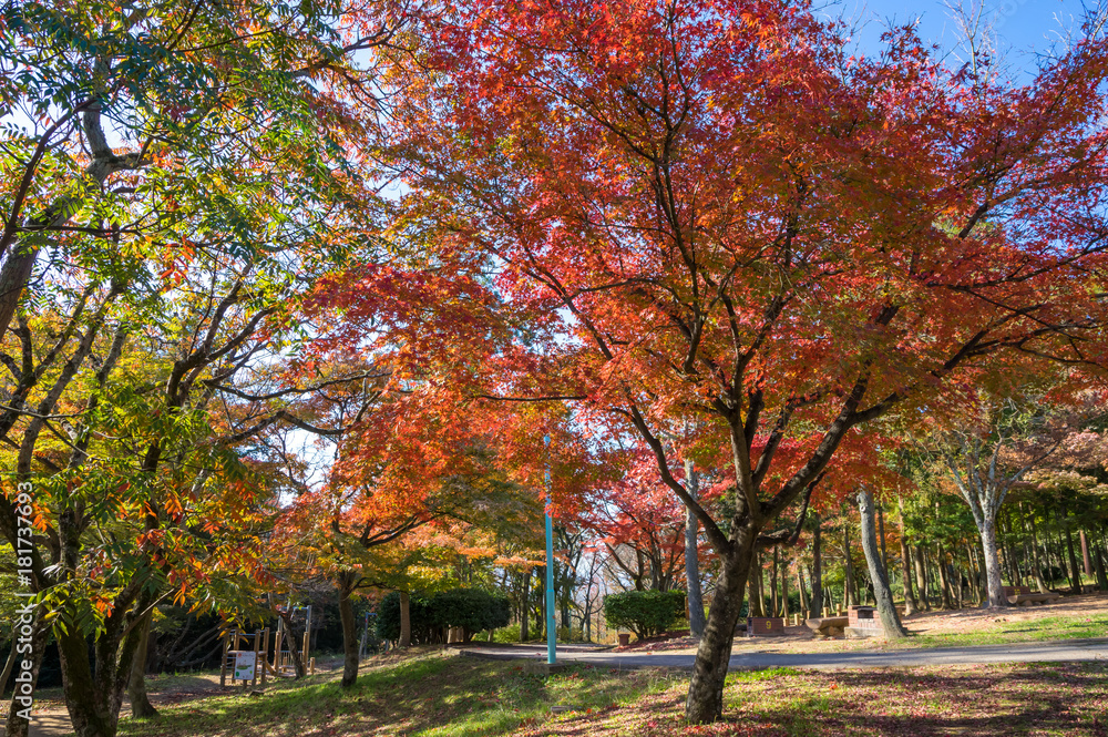 Naklejka premium 紅葉 香川県高松市峰山公園