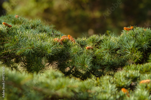 Cones on branches of coniferous tree