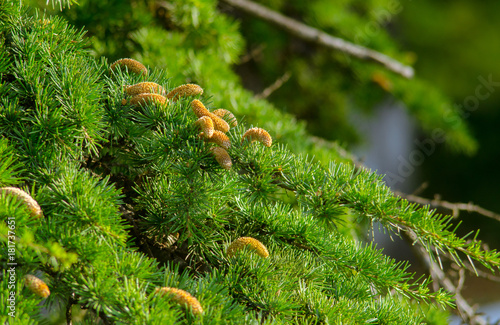 Cones on branches of coniferous tree