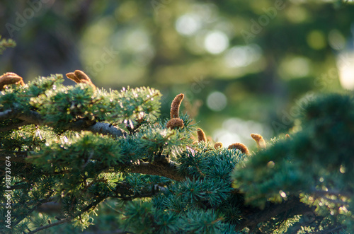 Cones on branches of coniferous tree