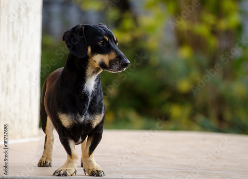 small dog of the Dachshund breed