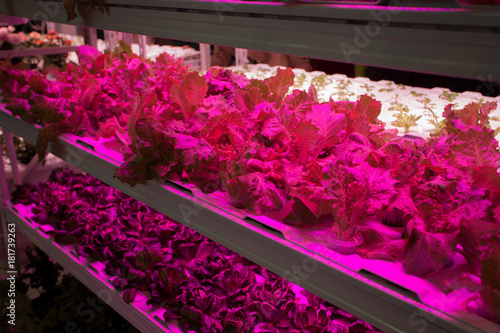 Hothouse with agricultural cultures and led lighting equipment