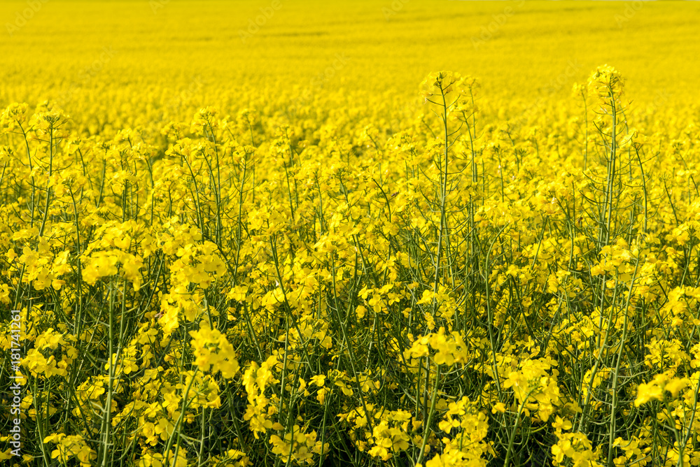 Flowers of rapeseed - Brassica napus, on yellow field of rapeseed in spring, sunny day 