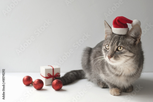 A cute christmas cat on light background. Christmas decor. Red balls, Santa hat, gift box.