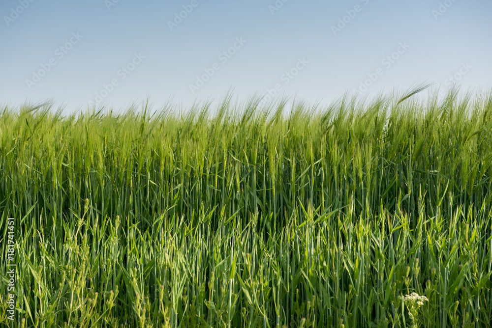 Green wheat field on sunny day Green wheat field on sunny day