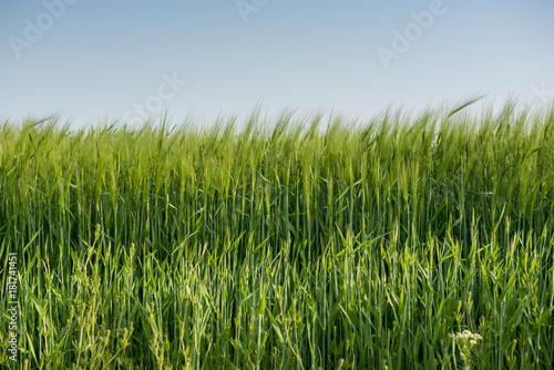 Green wheat field on sunny day 