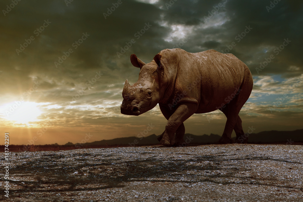 Naklejka premium african rhinos walking on dirt field against beautiful sun set sky