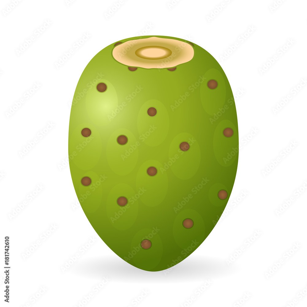 Vector illustration of prickly pear isolated on white background Vector illustration of prickly pear isolated on white background