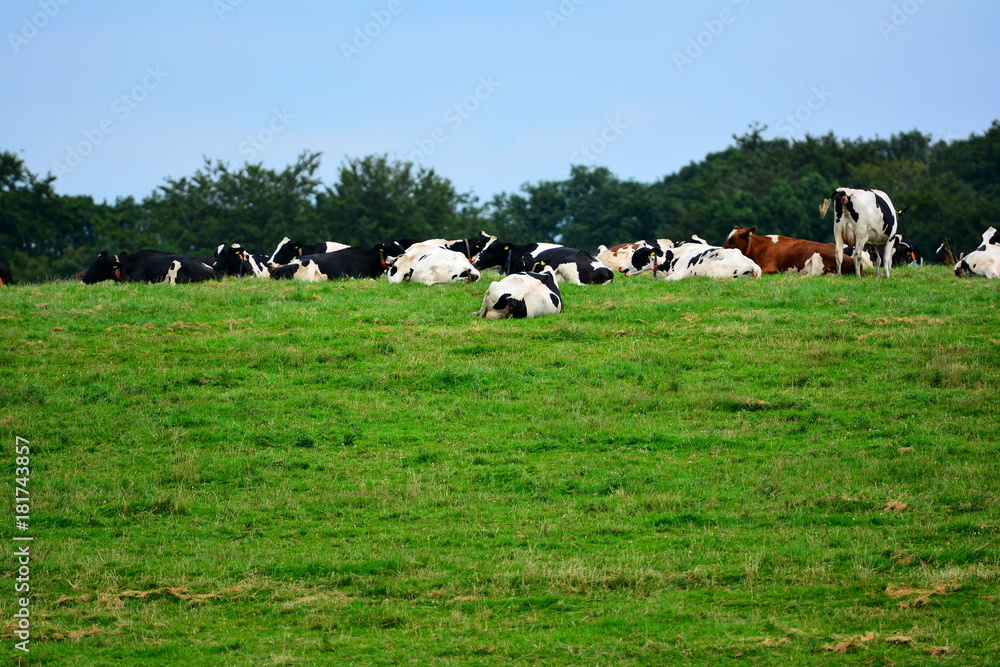 Cow herd on the meadow.