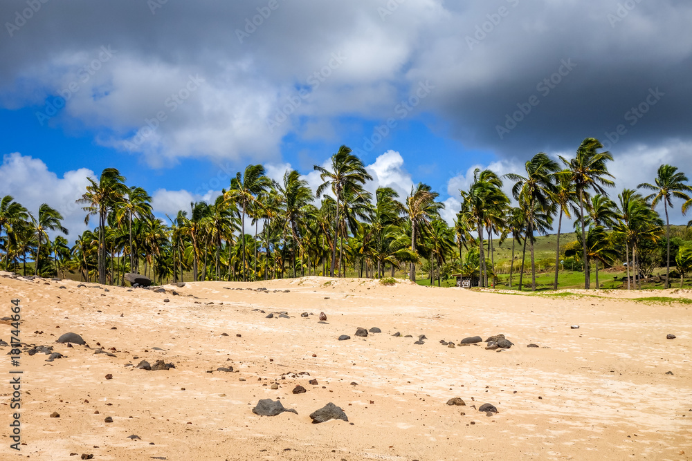 Palm trees on Anakena beach, easter island Palm trees on Anakena beach, easter island