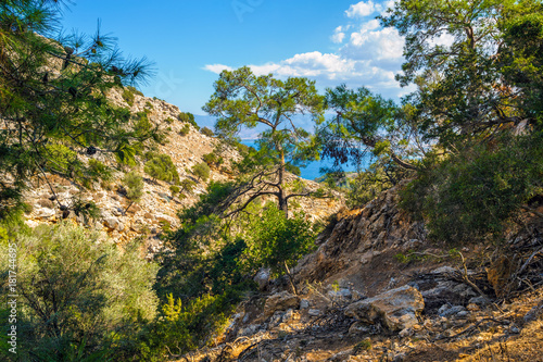 Forest of Akamas peninsula, Cyprus