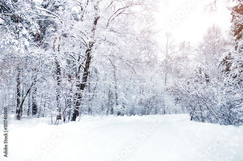 Beautiful winter landscape with snow covered trees. Happy New Year. Merry Christmas