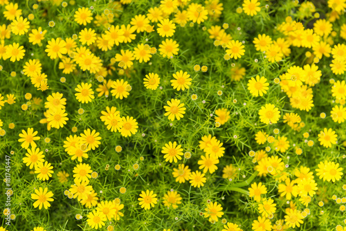 Yellow flowers with green leaves floor.yellow flower background.