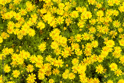 Yellow flowers with green leaves floor.yellow flower background.