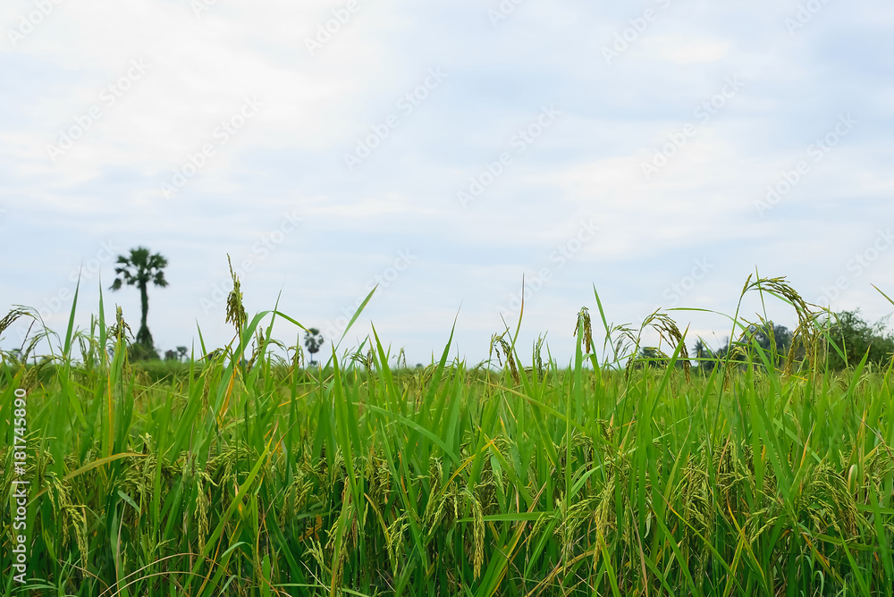 Fototapeta premium Paddy plant