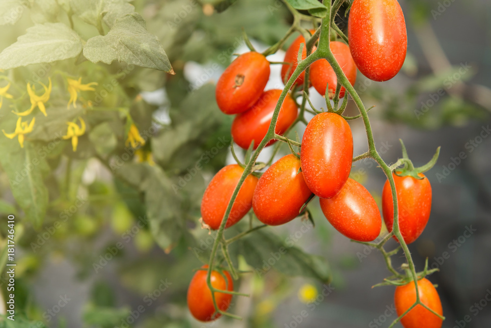 Red small ripe cherry tomatoes fruit.Tomatoes plants,Ripe natural tomatoes growing on a branch in a greenhouse.Thailand.