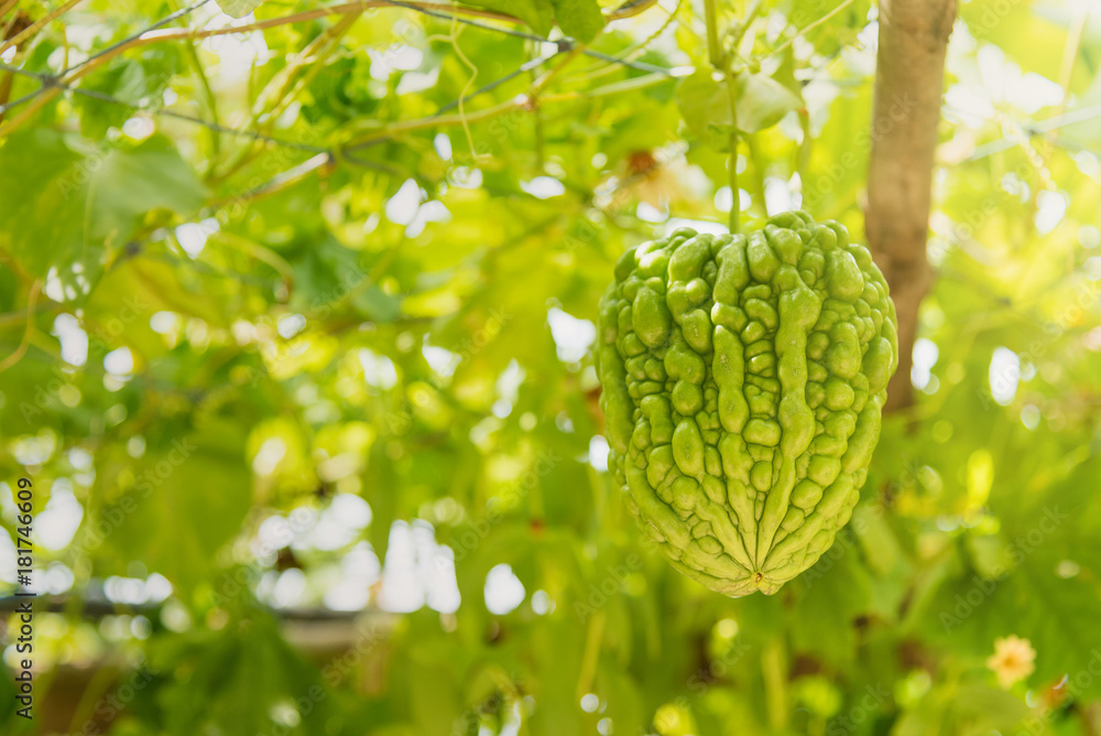 Green gourd hanging on bamboo structure.Thailand. Green gourd hanging on bamboo structure.Thailand.