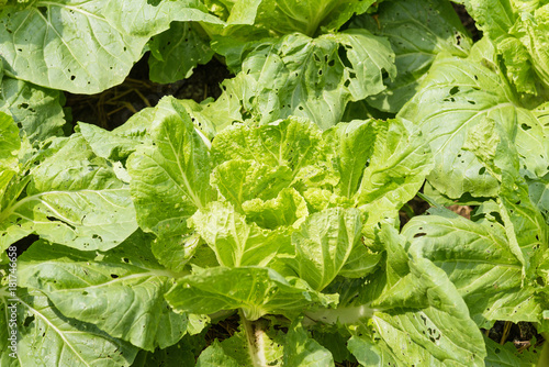 Green lettuce crops in growth at vegetable garden.Thailand.