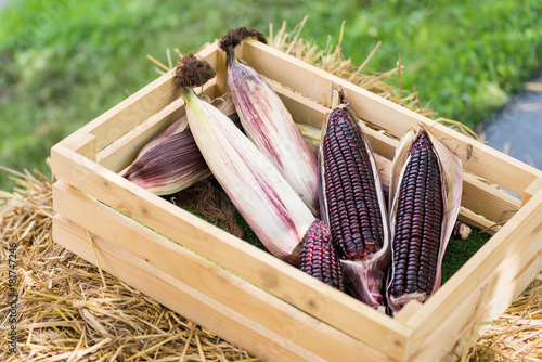 Fresh purple corn in the wooden box for background.Thailand.