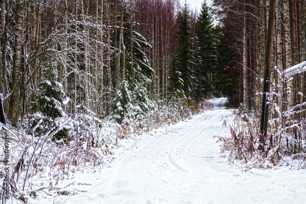 Winter landscape - the road is in the woods