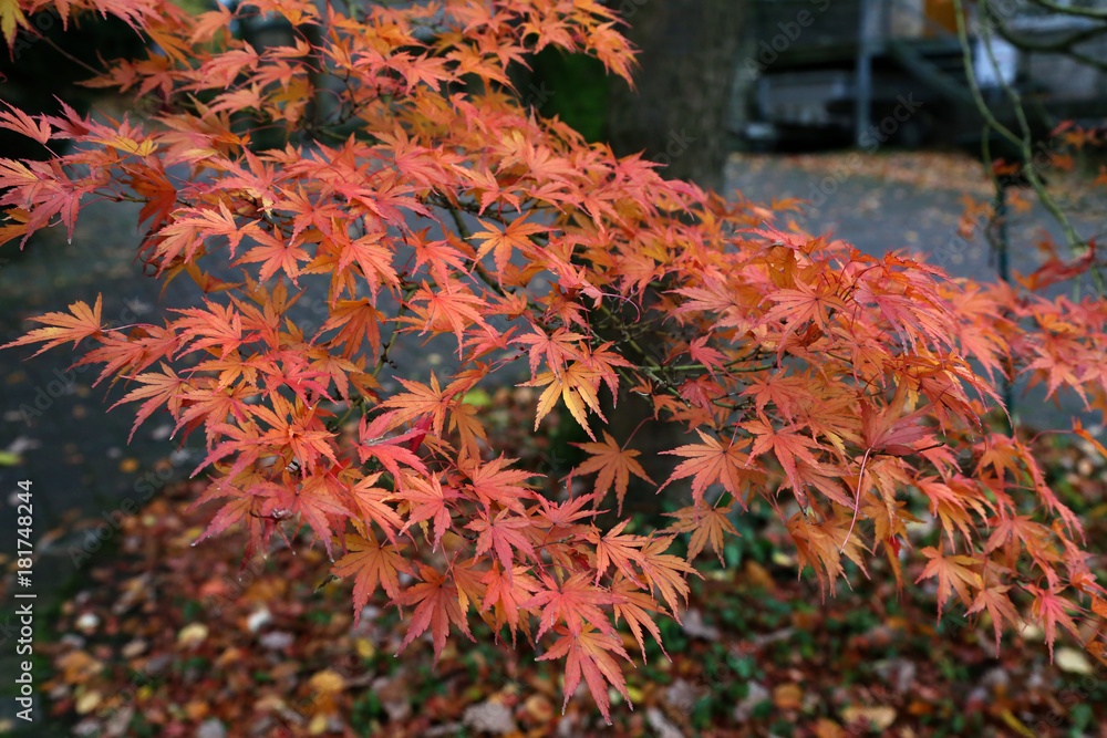Beautiful autumn leaves / Beautiful autumn leaves on a tree in the forest Beautiful autumn leaves / Beautiful autumn leaves on a tree in the forest