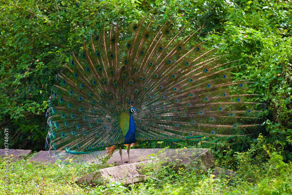 Obraz premium Peacock with a loose tail close-up. Sri Lanka (Ceylon)